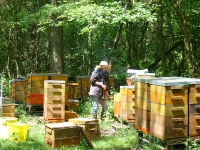 Bienen und Imker