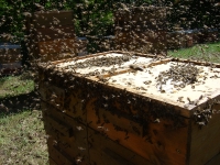 Bienenvölker und Natur_16