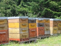 Bienenvölker und Natur_17