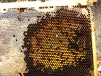 Innenansichten eines Bienenvolkes_10