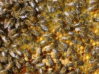 Innenansichten eines Bienenvolkes_2