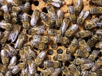 Innenansichten eines Bienenvolkes