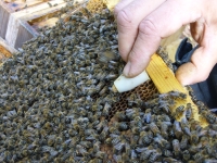 Innenansichten eines Bienenvolkes_9