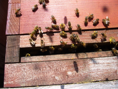 Pollensammlerinnen bei der Heimkehr vom Flug